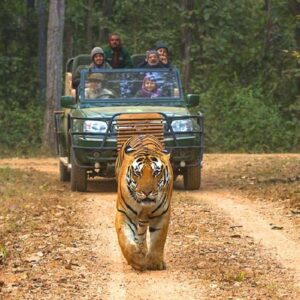 Chasing the Tiger in Central India